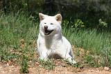 AKITA INU 422